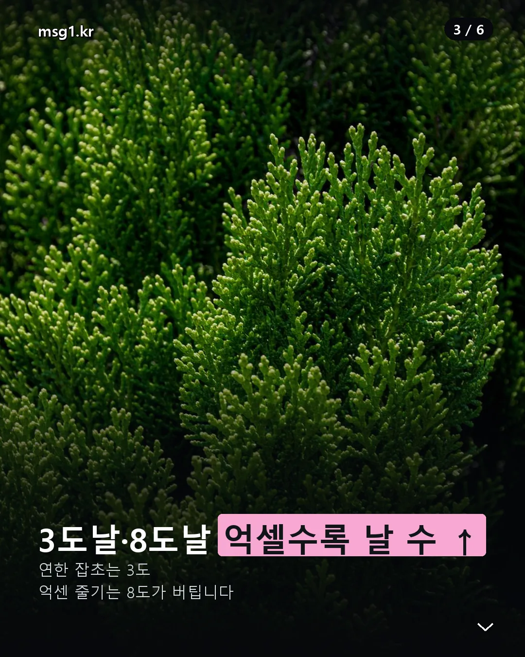 예초기 3도날 8도날 억센 풀